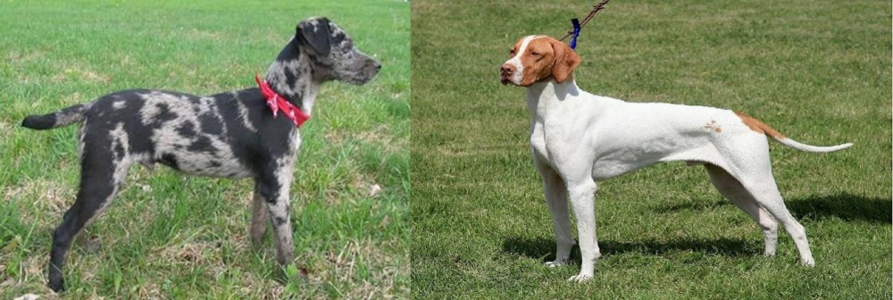 Braque Saint-Germain vs Atlas Terrier - Breed Comparison