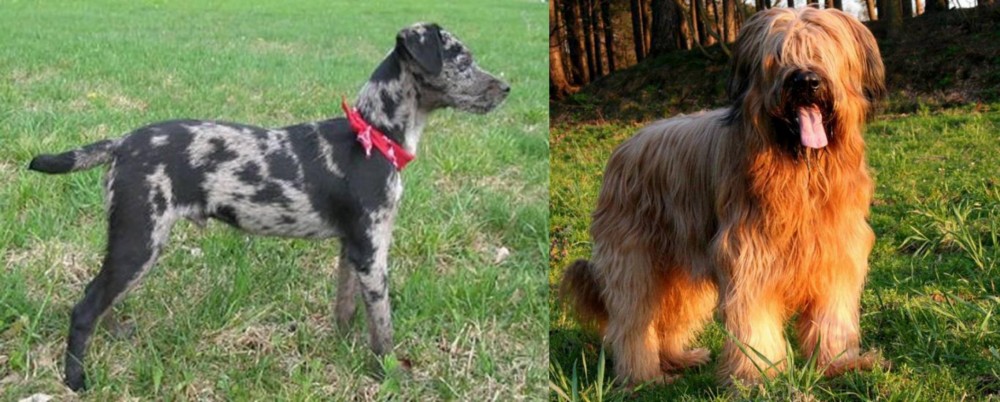 Briard vs Atlas Terrier - Breed Comparison