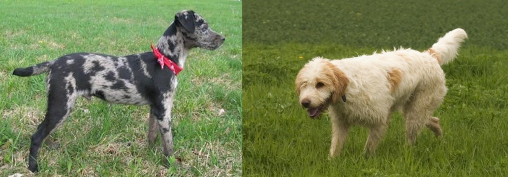Briquet Griffon Vendeen vs Atlas Terrier - Breed Comparison