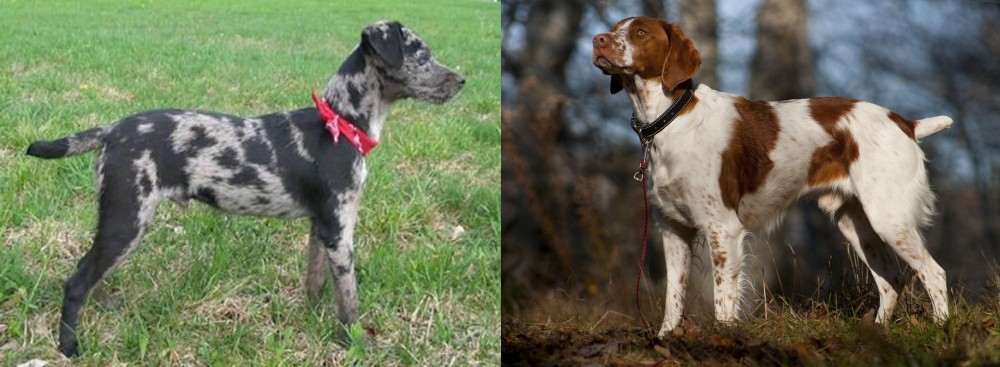 Brittany vs Atlas Terrier - Breed Comparison