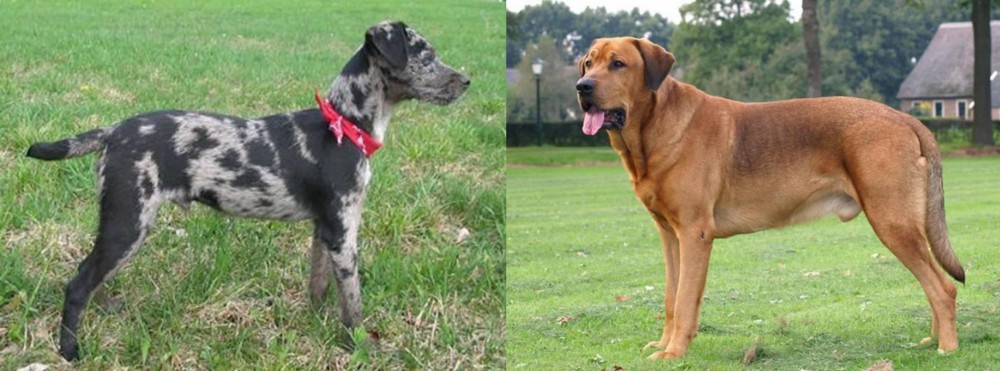 Broholmer vs Atlas Terrier - Breed Comparison