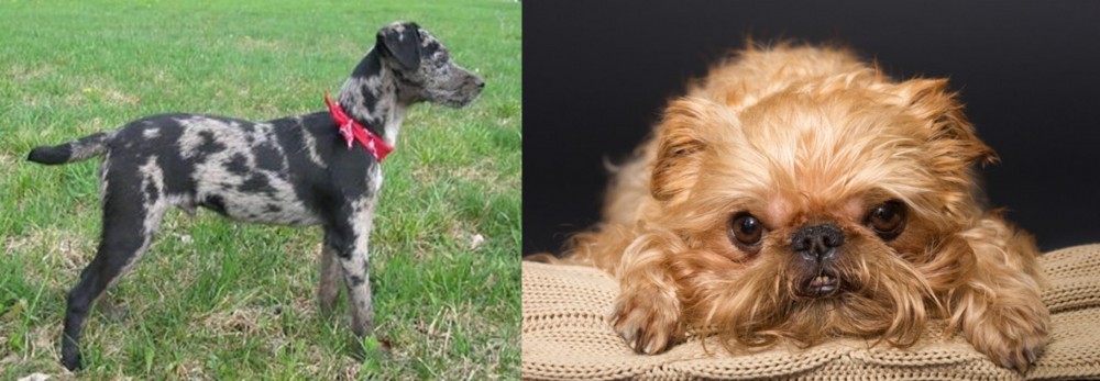 Brug vs Atlas Terrier - Breed Comparison