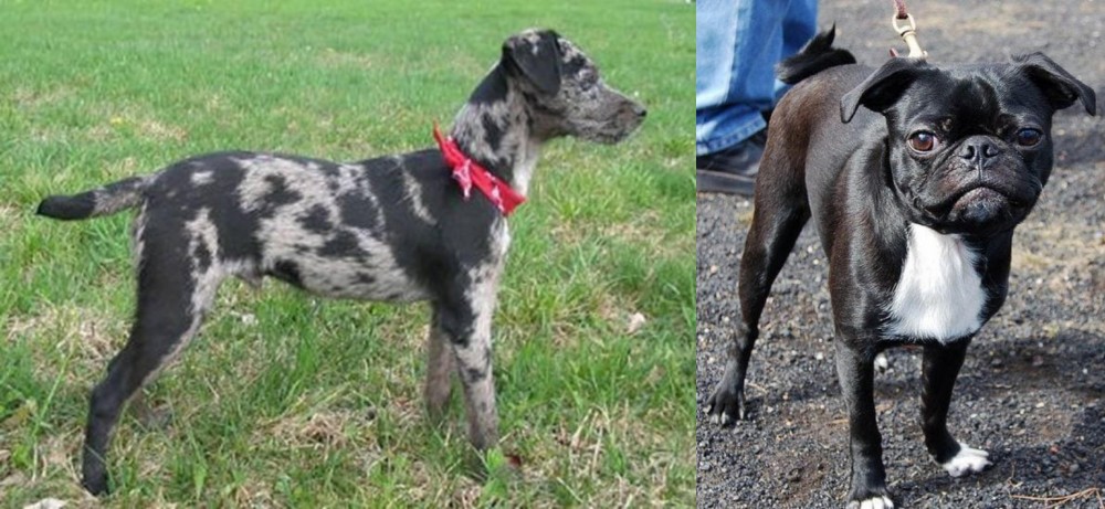 Bugg vs Atlas Terrier - Breed Comparison