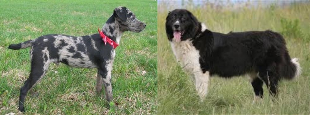 Bulgarian Shepherd vs Atlas Terrier - Breed Comparison