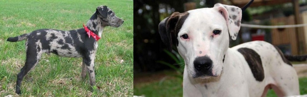 Bull Arab vs Atlas Terrier - Breed Comparison
