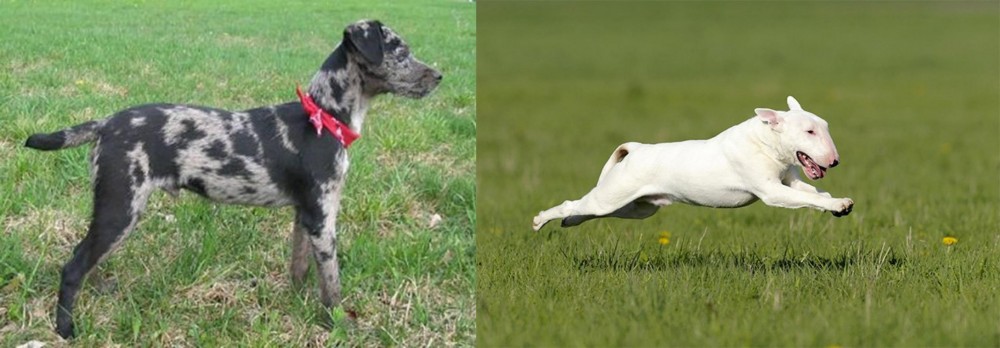 Bull Terrier vs Atlas Terrier - Breed Comparison