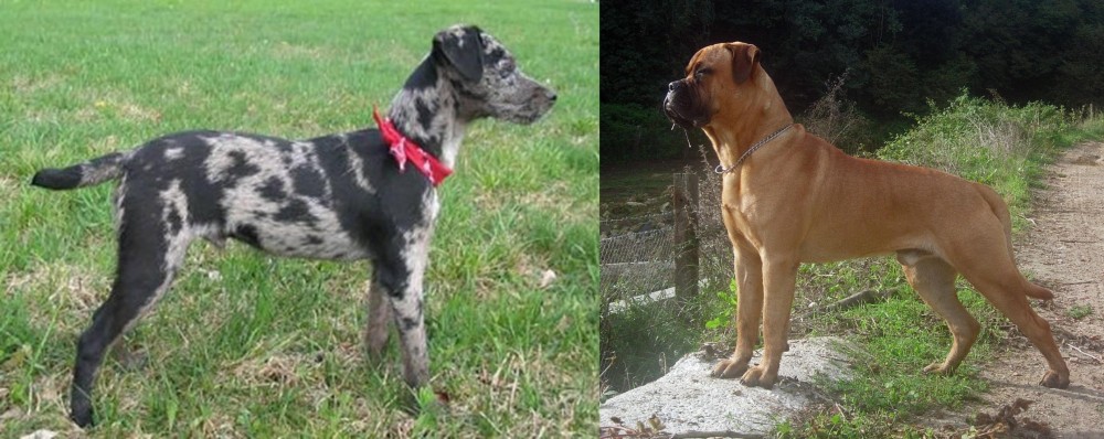 Bullmastiff vs Atlas Terrier - Breed Comparison