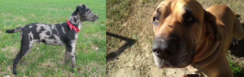 Cabecudo Boiadeiro vs Atlas Terrier - Breed Comparison