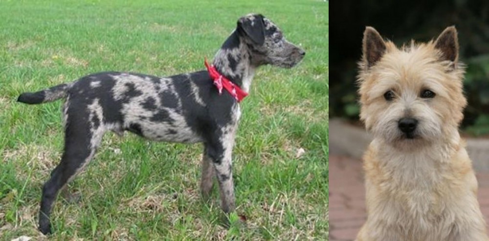 Cairn Terrier vs Atlas Terrier - Breed Comparison