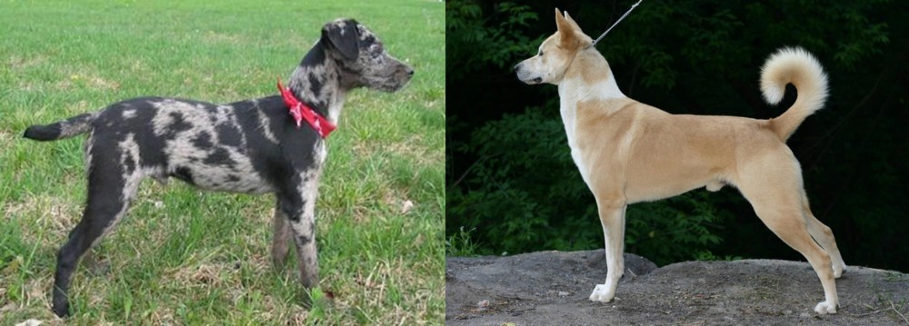 Canaan Dog vs Atlas Terrier - Breed Comparison