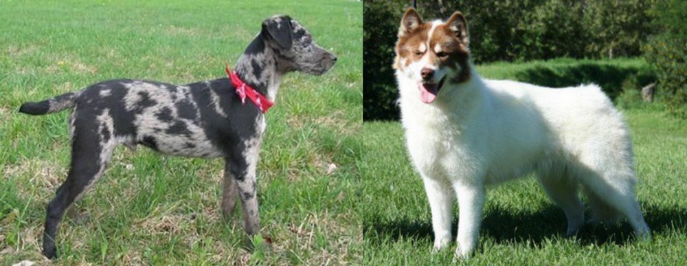 Canadian Eskimo Dog vs Atlas Terrier - Breed Comparison