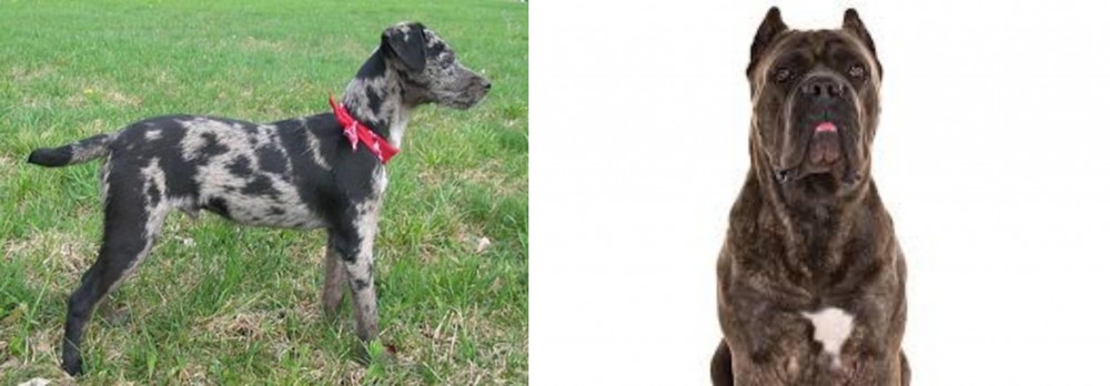 Cane Corso vs Atlas Terrier - Breed Comparison