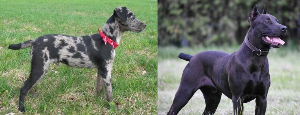 Canis Panther vs Atlas Terrier - Breed Comparison