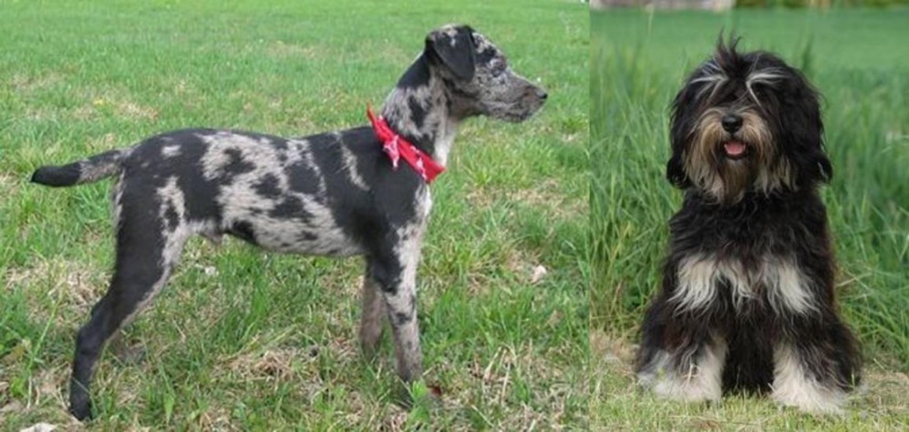 Cao da Serra de Aires vs Atlas Terrier - Breed Comparison