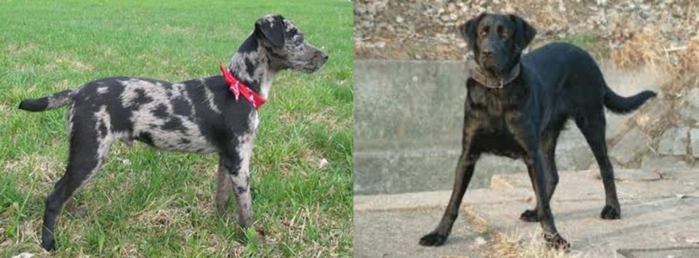 Cao de Castro Laboreiro vs Atlas Terrier - Breed Comparison