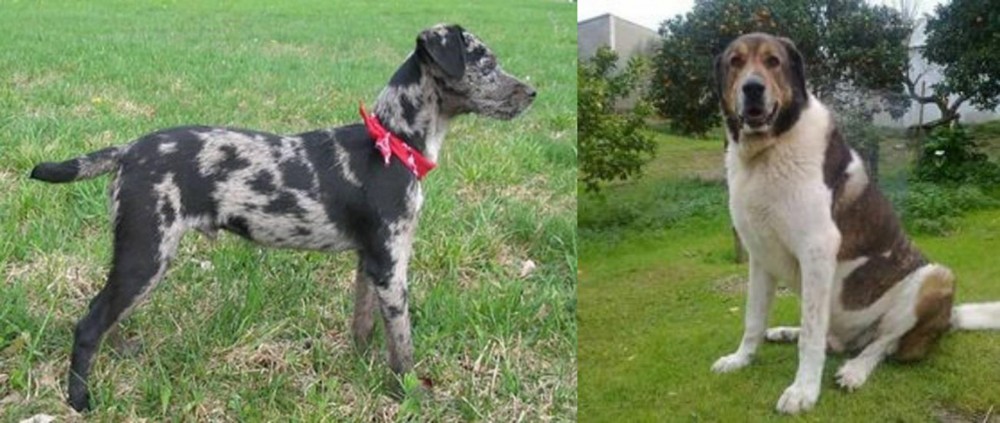 Cao de Gado Transmontano vs Atlas Terrier - Breed Comparison