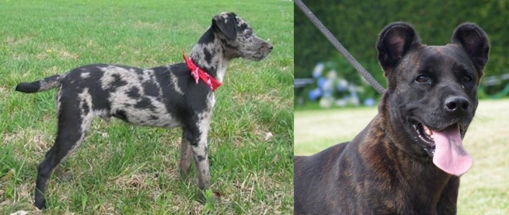 Cao Fila de Sao Miguel vs Atlas Terrier - Breed Comparison