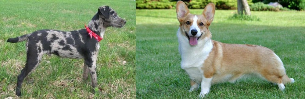 Cardigan Welsh Corgi vs Atlas Terrier - Breed Comparison