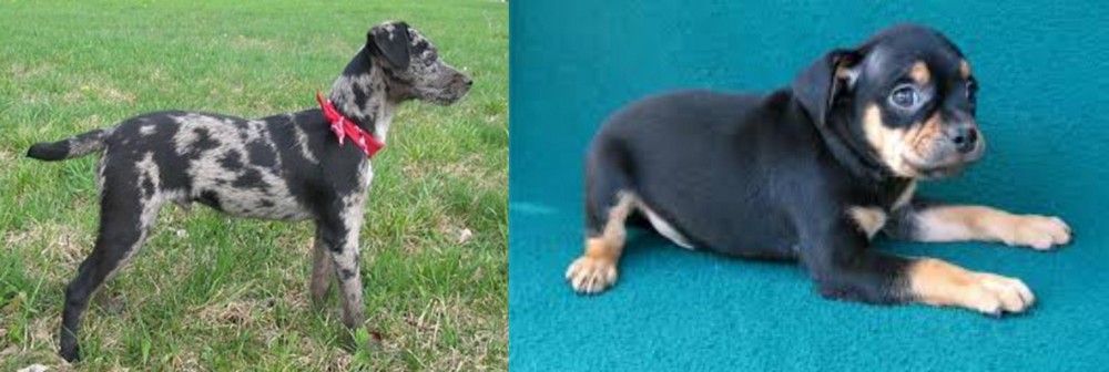 Carlin Pinscher vs Atlas Terrier - Breed Comparison