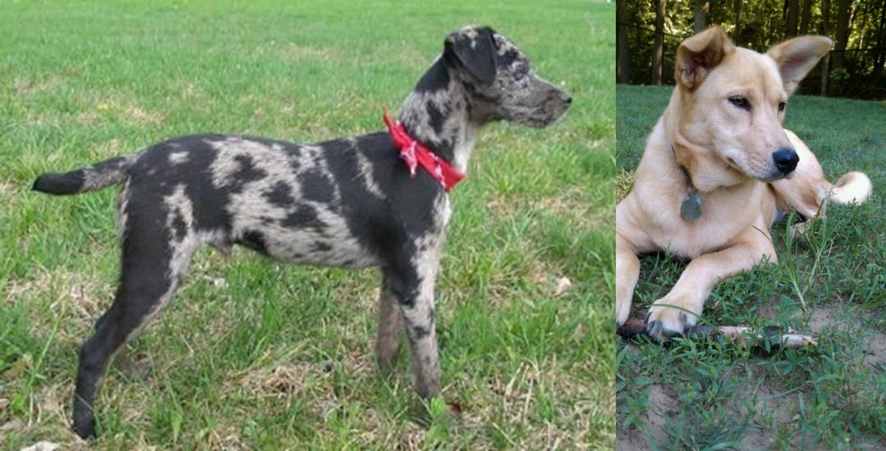 Carolina Dog vs Atlas Terrier - Breed Comparison