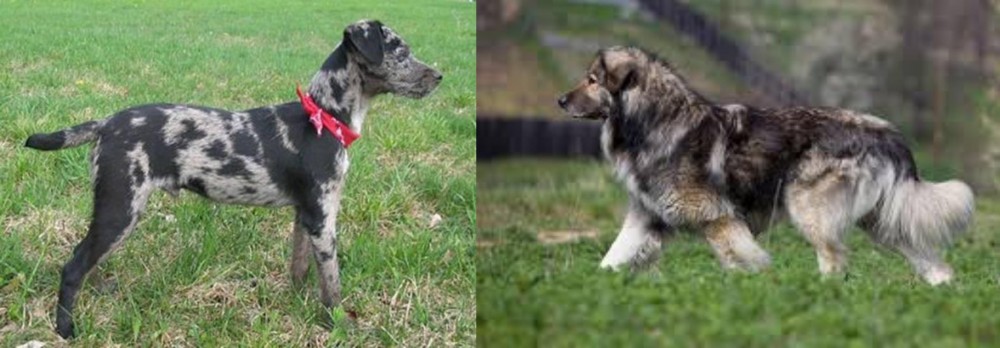 Carpatin vs Atlas Terrier - Breed Comparison
