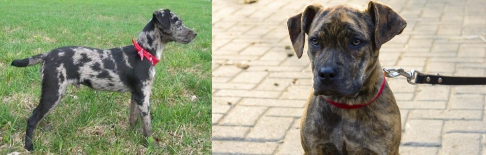 Catahoula Bulldog vs Atlas Terrier - Breed Comparison