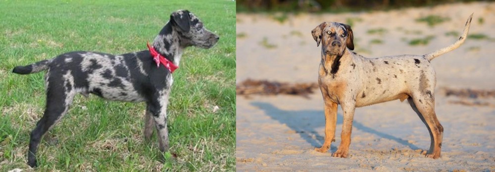 Catahoula Cur vs Atlas Terrier - Breed Comparison