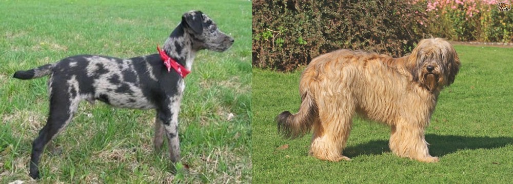 Catalan Sheepdog vs Atlas Terrier - Breed Comparison