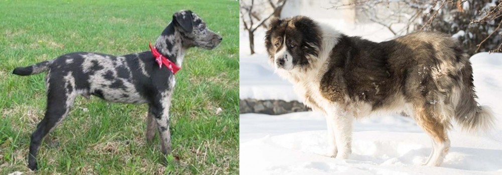 Caucasian Shepherd vs Atlas Terrier - Breed Comparison
