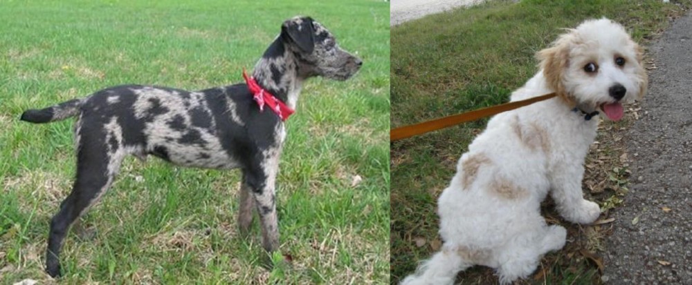 Cavachon vs Atlas Terrier - Breed Comparison