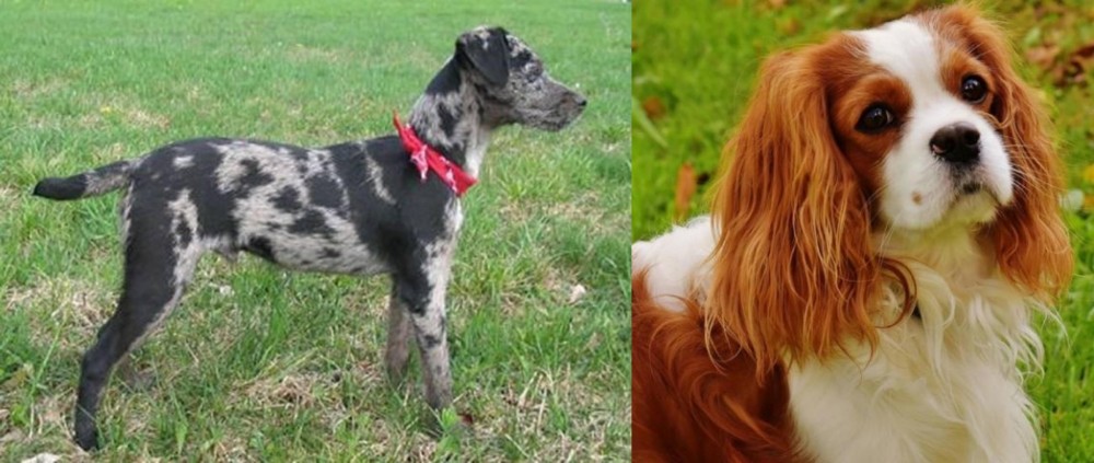 Cavalier King Charles Spaniel vs Atlas Terrier - Breed Comparison