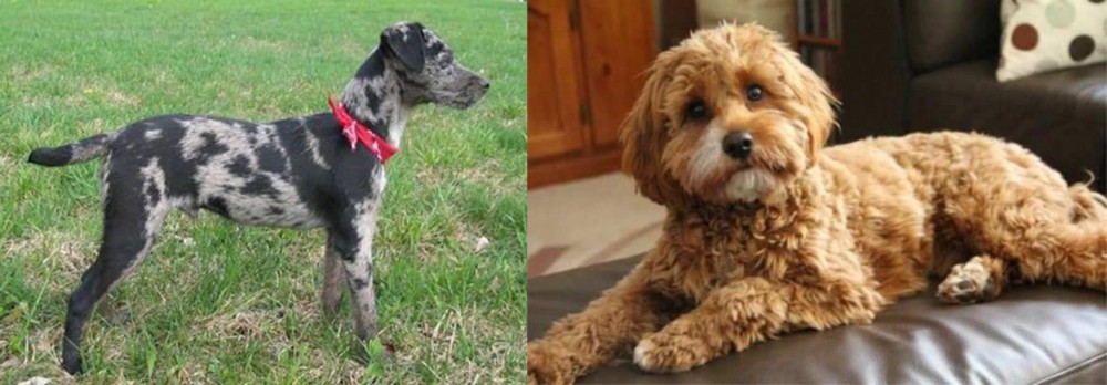 Cavapoo vs Atlas Terrier - Breed Comparison