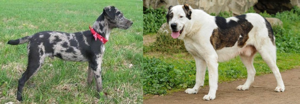 Central Asian Shepherd vs Atlas Terrier - Breed Comparison