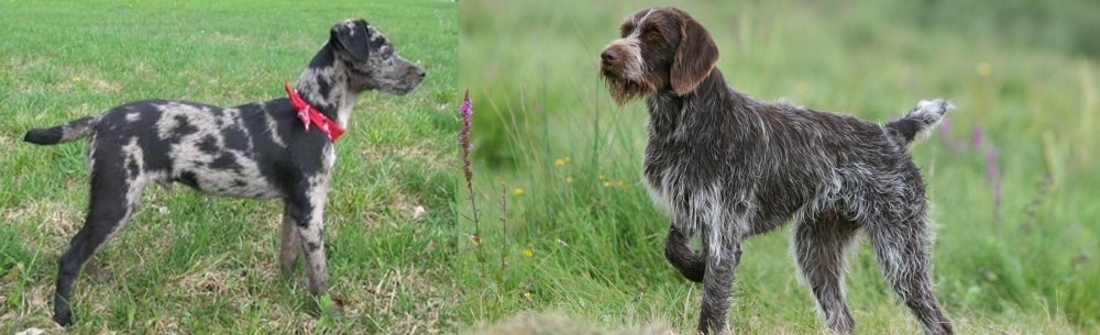 Cesky Fousek vs Atlas Terrier - Breed Comparison