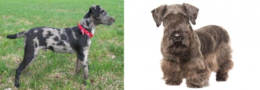 Cesky Terrier vs Atlas Terrier - Breed Comparison