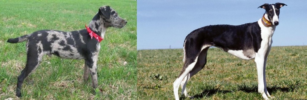 Chart Polski vs Atlas Terrier - Breed Comparison