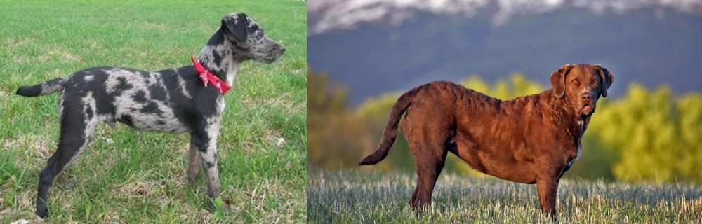 Chesapeake Bay Retriever vs Atlas Terrier - Breed Comparison