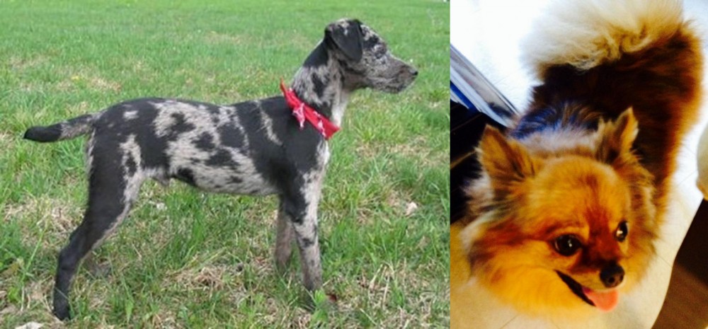 Chiapom vs Atlas Terrier - Breed Comparison