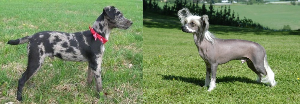 Chinese Crested Dog vs Atlas Terrier - Breed Comparison