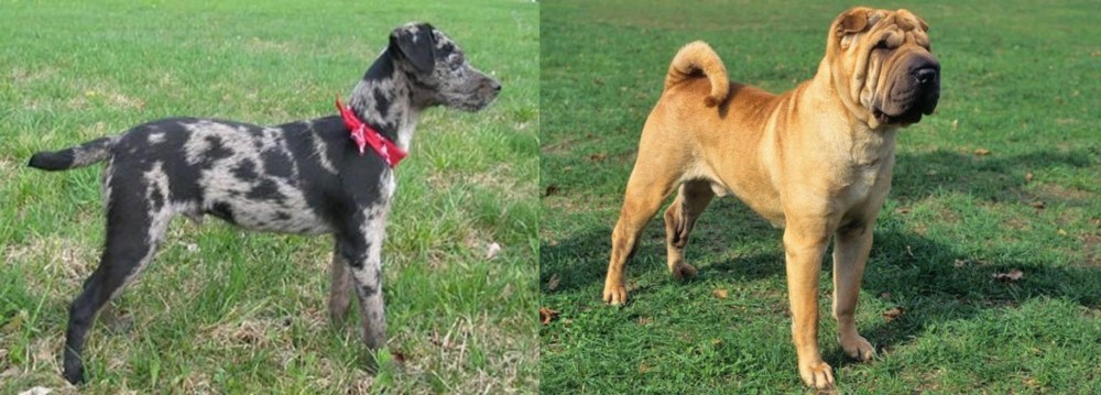 Chinese Shar Pei vs Atlas Terrier - Breed Comparison