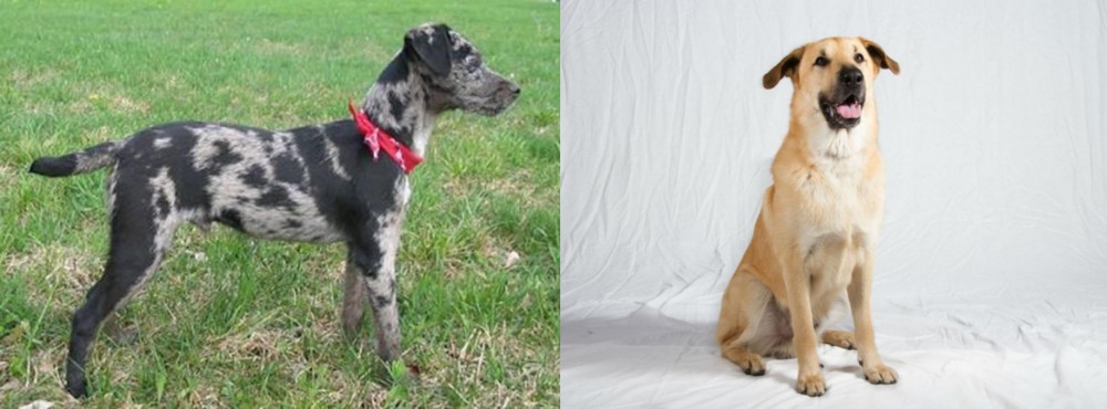 Chinook vs Atlas Terrier - Breed Comparison