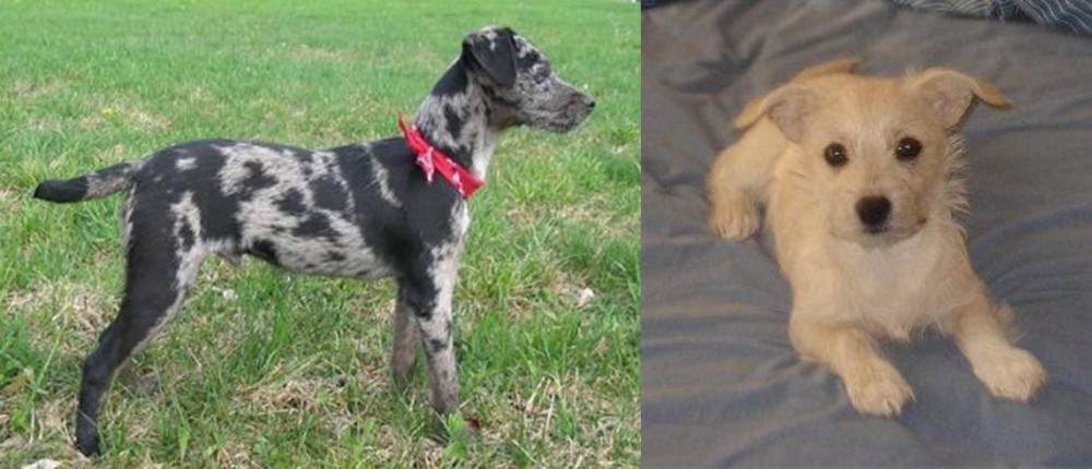 Chipoo vs Atlas Terrier - Breed Comparison