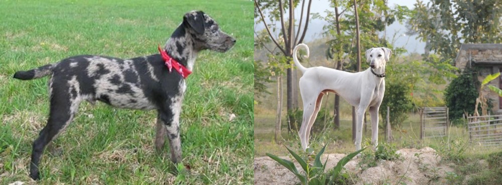 Chippiparai vs Atlas Terrier - Breed Comparison