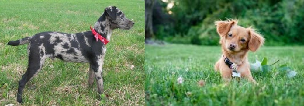 Chiweenie vs Atlas Terrier - Breed Comparison