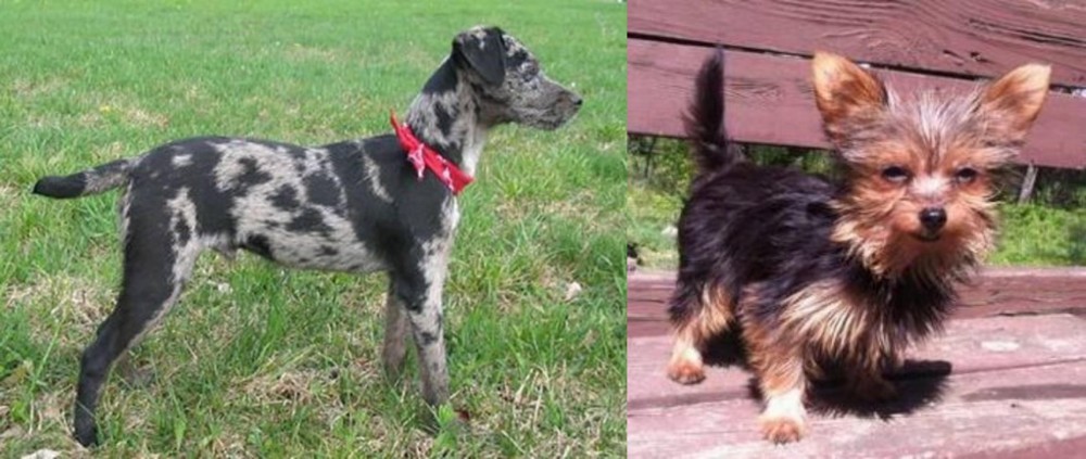 Chorkie vs Atlas Terrier - Breed Comparison