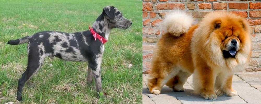 Chow Chow vs Atlas Terrier - Breed Comparison