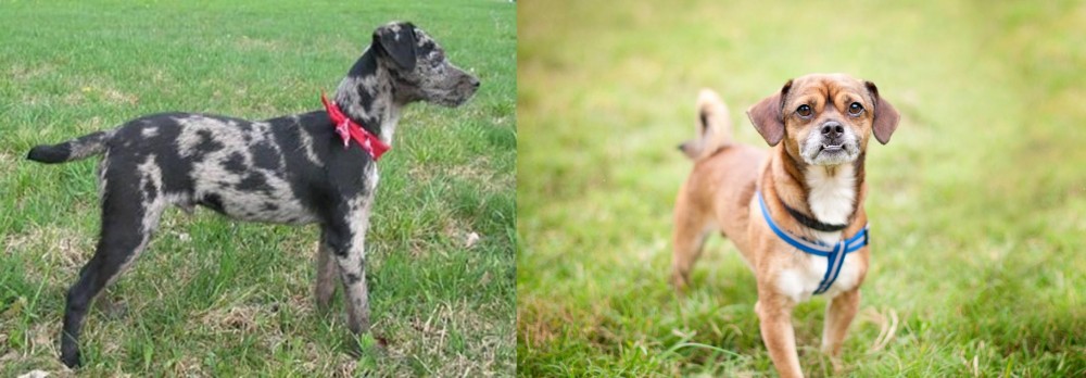Chug vs Atlas Terrier - Breed Comparison