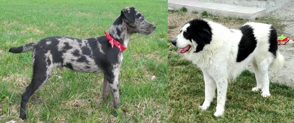 Ciobanesc de Bucovina vs Atlas Terrier - Breed Comparison