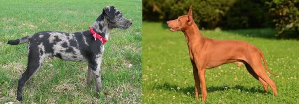 Cirneco dell'Etna vs Atlas Terrier - Breed Comparison
