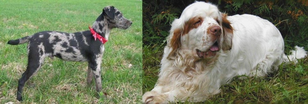 Clumber Spaniel vs Atlas Terrier - Breed Comparison